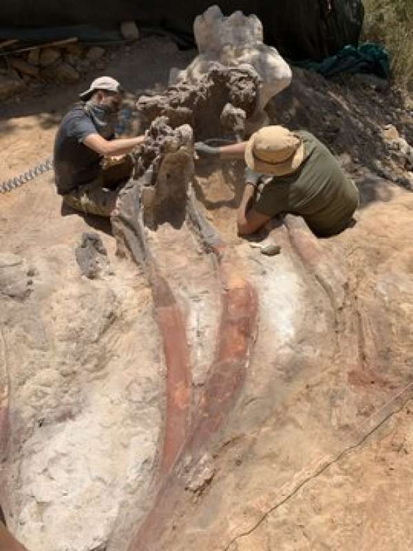 scheletro di dinosauro lungo 24 metri rinvenuto In Portogallo rinvenuto