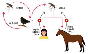 schema virus usutu 2