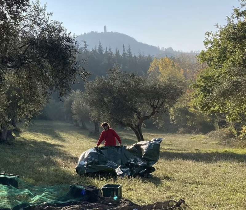 tenuta pitino agricolo