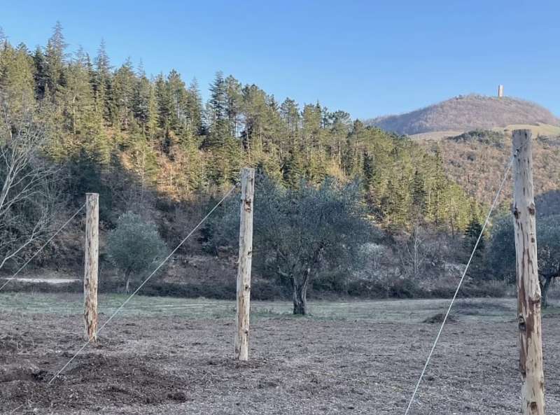 tenuta pitino agricolo