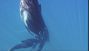 brodie moss e la balena pietrificata in acqua 1