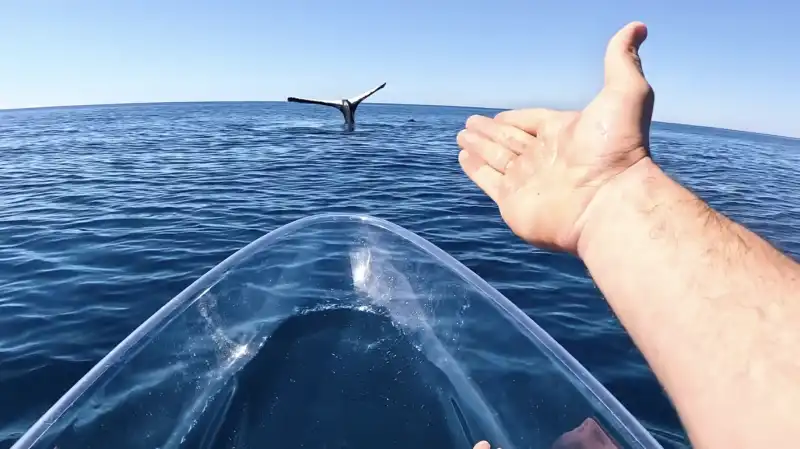 brodie moss e la balena pietrificata in acqua 2