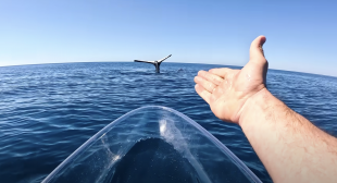 brodie moss e la balena pietrificata in acqua 7