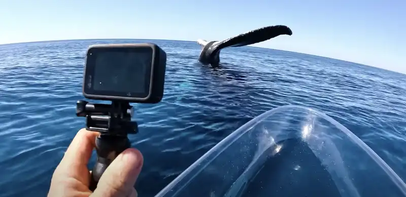 brodie moss e la balena pietrificata in acqua 9