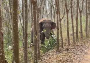 CINA - ELEFANTE SCOPRE ZAINO CON 3 CHILI DI OPPIO