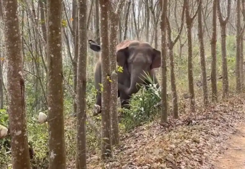 CINA - ELEFANTE SCOPRE ZAINO CON 3 CHILI DI OPPIO 