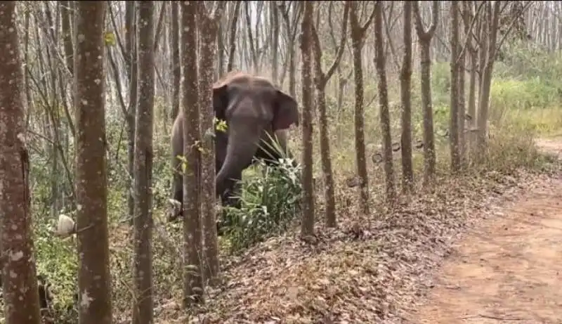 CINA - ELEFANTE SCOPRE ZAINO CON 3 CHILI DI OPPIO 