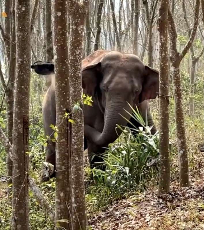 CINA - ELEFANTE SCOPRE ZAINO CON 3 CHILI DI OPPIO