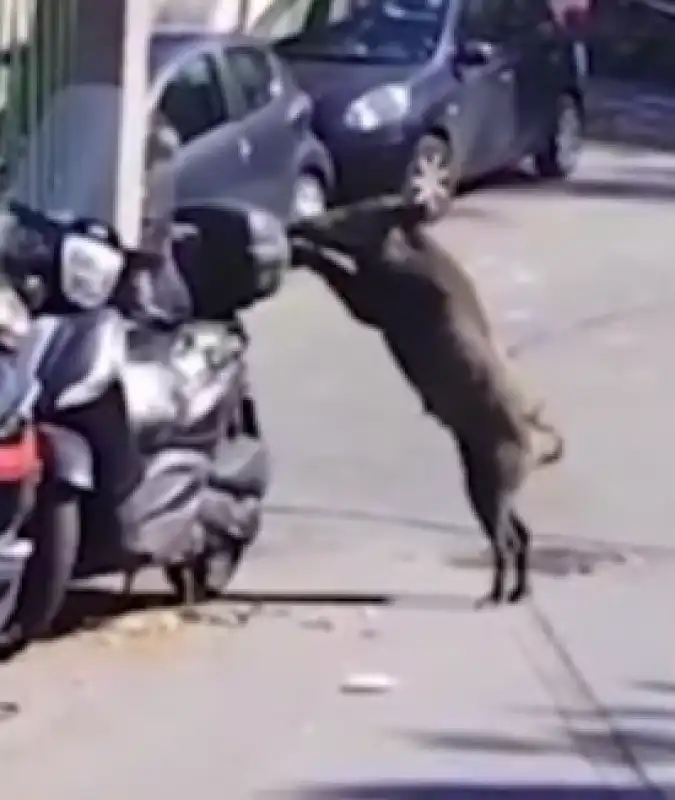 cinghiale attacca uno scooter a genova 2