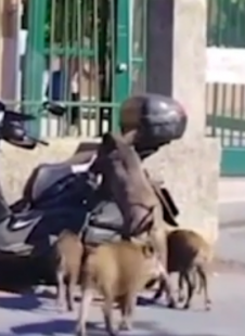 cinghiale attacca uno scooter a genova 4