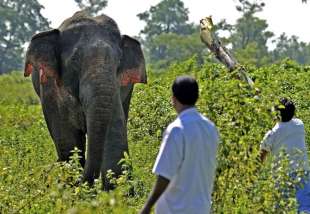 elefante bijuli prasad