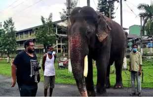 elefante indiano bijuli prasad 1