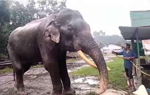 elefante indiano bijuli prasad 3