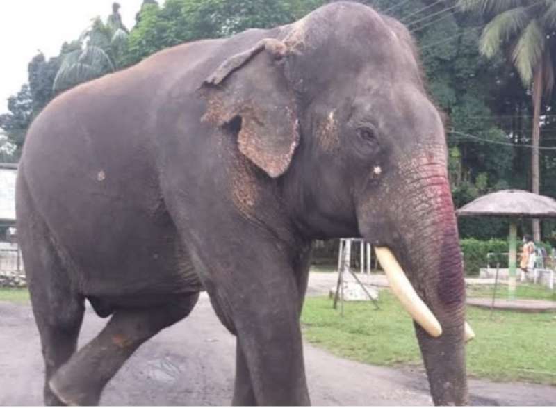 elefante indiano bijuli prasad 4