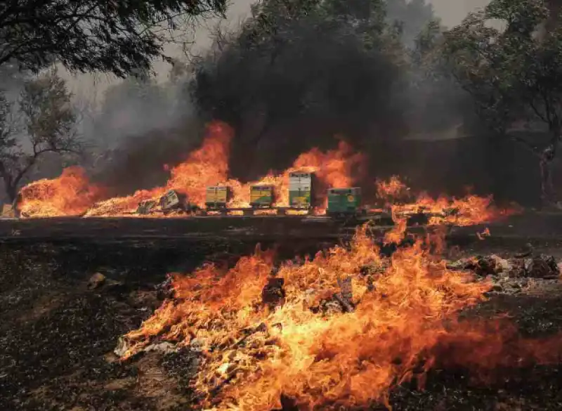 incendi in grecia   5