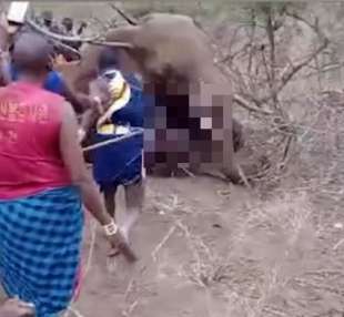 kenya elefante ucciso 2