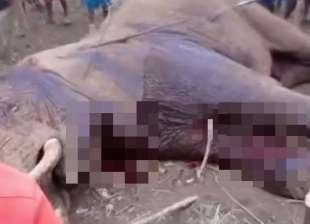 kenya elefante ucciso 3