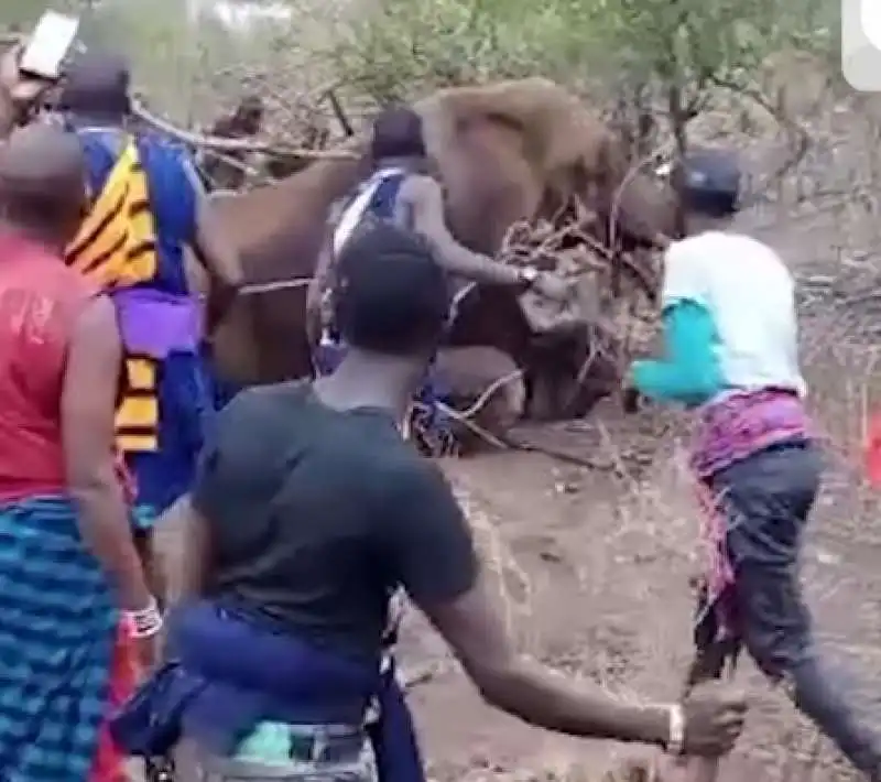 kenya   elefante ucciso  7