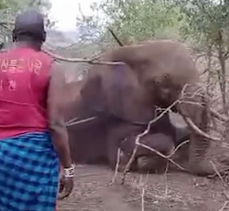 kenya elefante ucciso 8