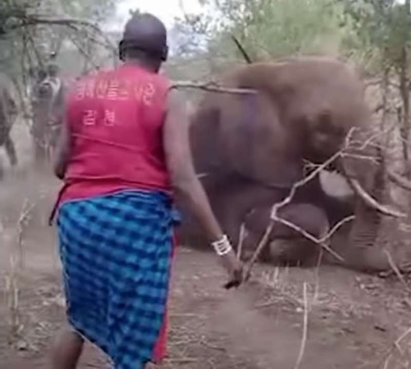 kenya elefante ucciso 9