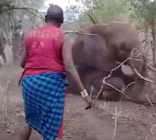 kenya elefante ucciso 9