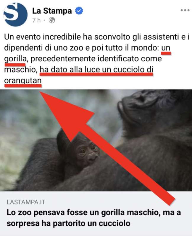 la stampa, gorilla d? alla luce un orangutan