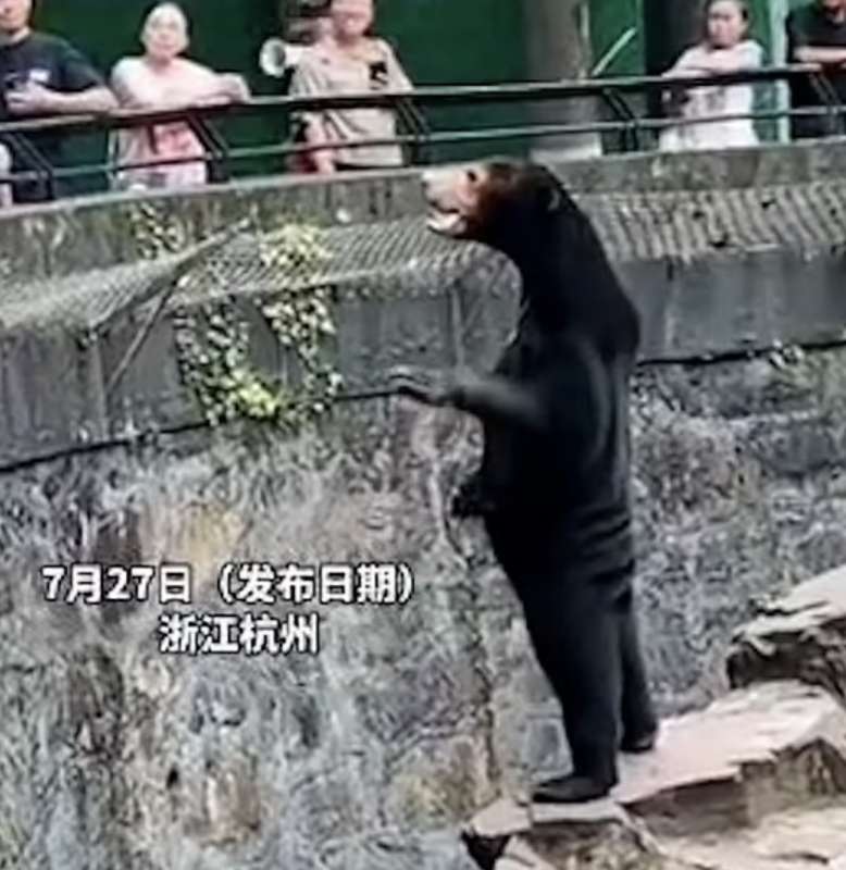 lo strano orso malese dello zoo di hangzhou 1