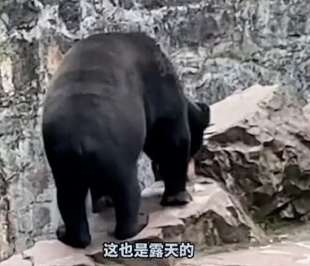 lo strano orso malese dello zoo di hangzhou