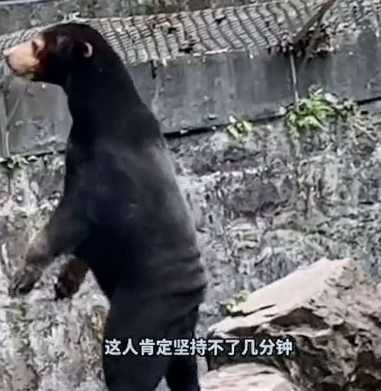 lo strano orso malese dello zoo di hangzhou