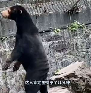 lo strano orso malese dello zoo di hangzhou