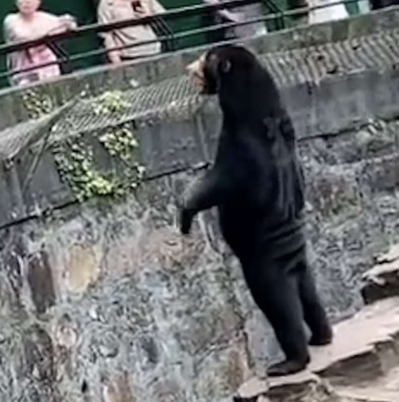 lo strano orso malese dello zoo di hangzhou