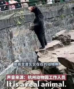 lo strano orso malese dello zoo di hangzhou 2