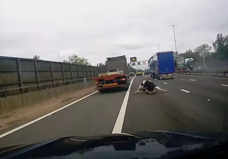 mucca sull autostrada m6 inghilterra