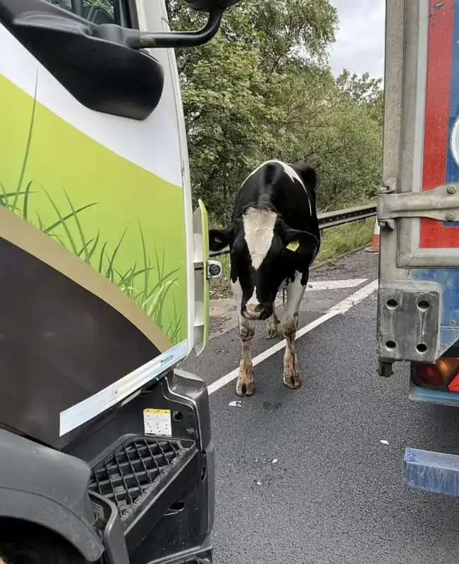 mucca sull autostrada m6 inghilterra 2