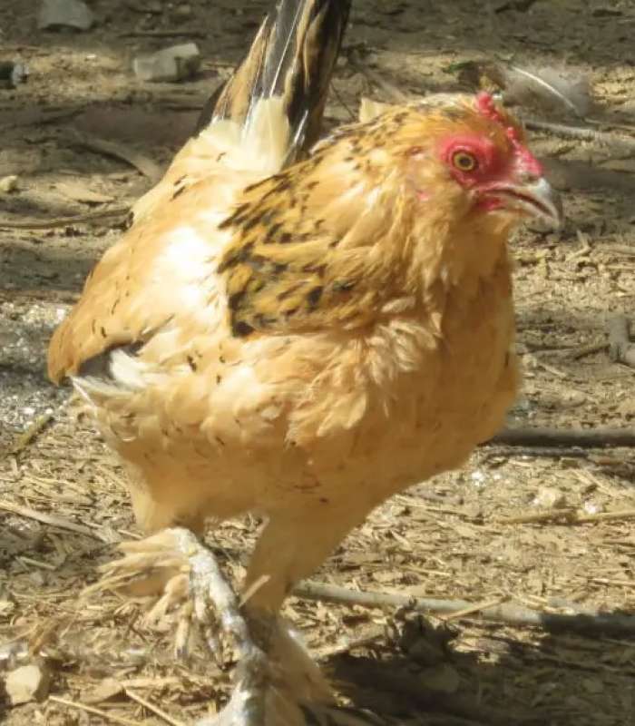 PEANUT LA GALLINA PIU VECCHIA AL MONDO