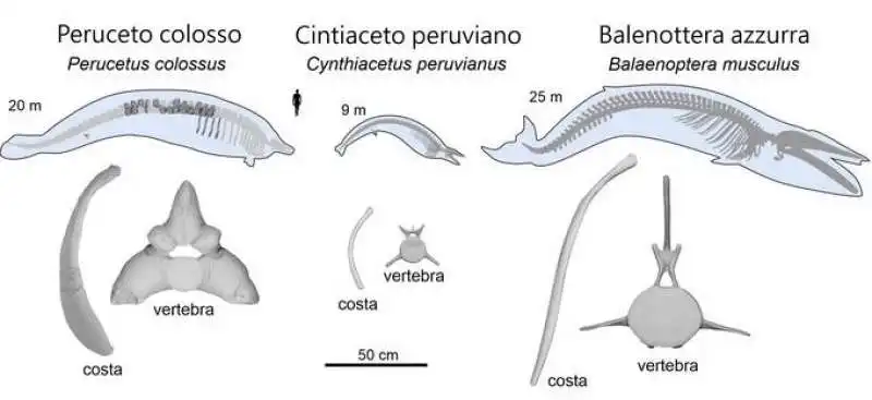 perucetus colossus 12