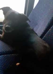 pesaro - cane prende auobus per visitare la madre della padrona