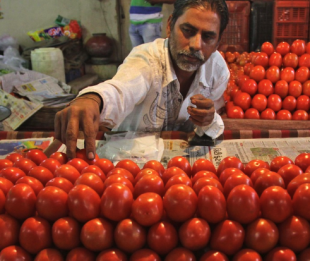 pomodori in india 1