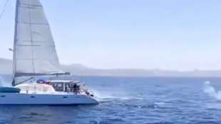 spari contro un'orca da catamarano 1