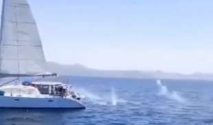 spari contro un'orca da catamarano 2