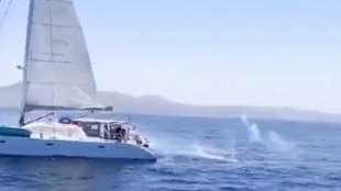 spari contro un'orca da catamarano 3