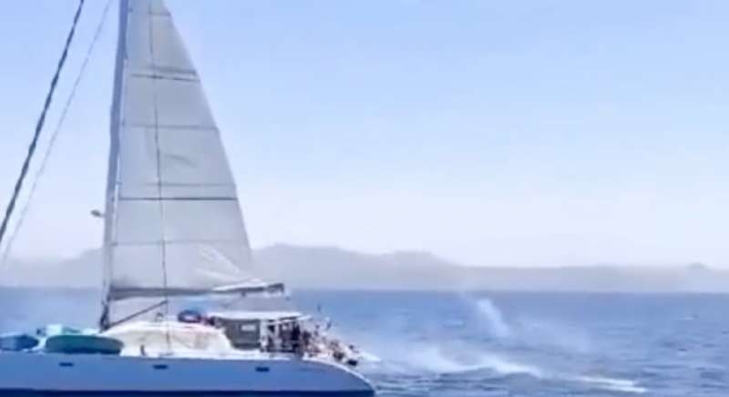 spari contro un'orca da catamarano 4