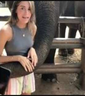 studentessa spagnola bloccata da un elefante in thailandia 3