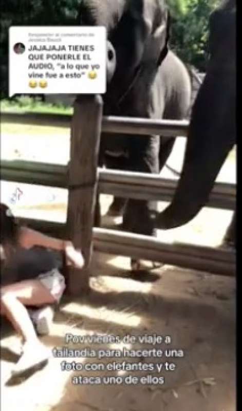 studentessa spagnola bloccata da un elefante in thailandia 6