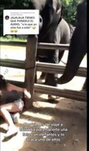 studentessa spagnola bloccata da un elefante in thailandia 6