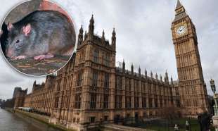 TOPI A WESTMINSTER