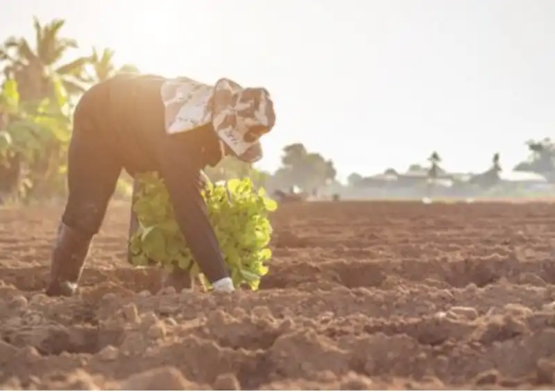 coltivatori di cacao in africa 2