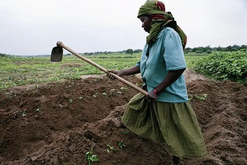 coltivatori di cacao in africa 3