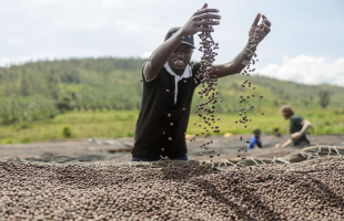 coltivatori di cacao in africa 6