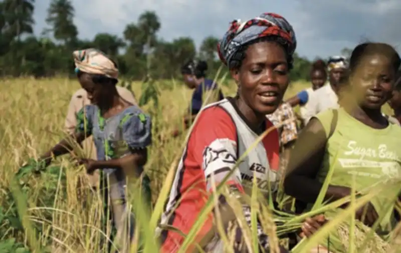 coltivatori di cacao in africa 7